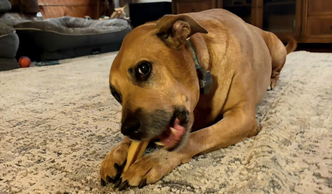 Are Yak Chews Safe for Dogs? What Dog Owners Should Know