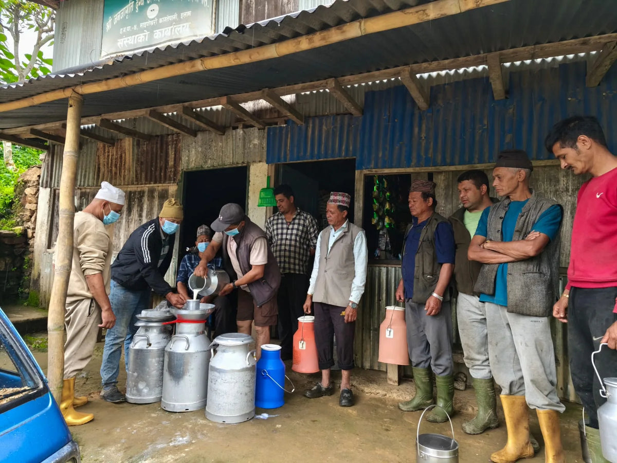 Milk being collected for Himalayan cheese chew production in Nepal
